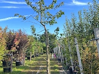 2x kersenboom, prunus 'kordia', fruitgaardboom, vruchtdragend, ca. 3m hoog - afbeelding 2 van  2