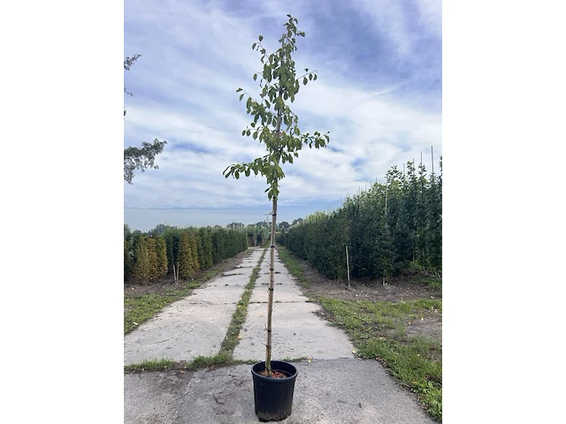 2x kersenboom, prunus 'victoria', fruitgaardboom, vruchtdragend, ca. 3 m hoog - afbeelding 1 van  4