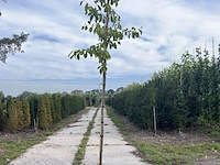 2x kersenboom, prunus 'victoria', fruitgaardboom, vruchtdragend, ca. 3 m hoog