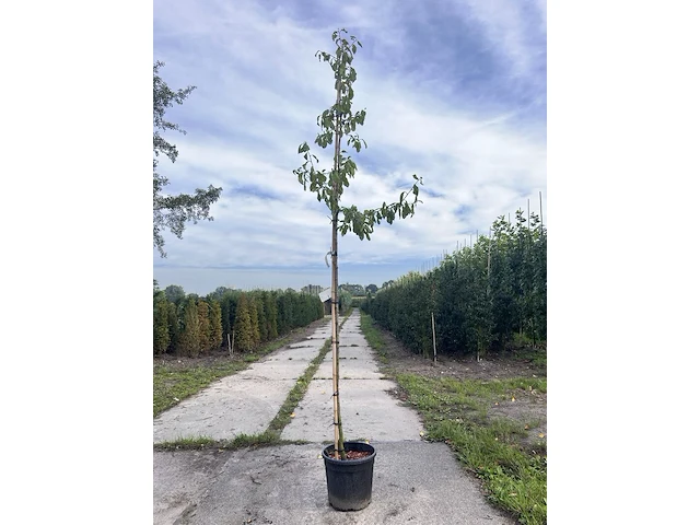 2x kersenboom, prunus 'victoria', fruitgaardboom, vruchtdragend, ca. 3 m hoog - afbeelding 2 van  4