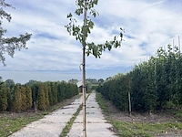 2x kersenboom, prunus 'victoria', fruitgaardboom, vruchtdragend, ca. 3 m hoog - afbeelding 2 van  4