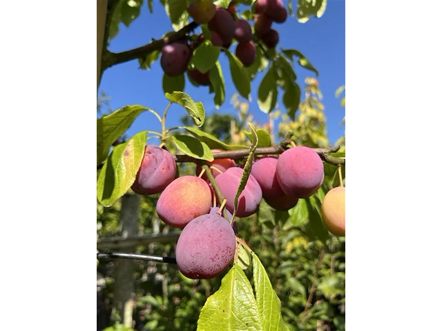 2x kersenboom, prunus 'victoria', fruitgaardboom, vruchtdragend, ca. 3 m hoog - afbeelding 3 van  4