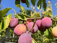 2x kersenboom, prunus 'victoria', fruitgaardboom, vruchtdragend, ca. 3 m hoog - afbeelding 3 van  4