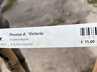 2x kersenboom, prunus 'victoria', fruitgaardboom, vruchtdragend, ca. 3 m hoog - afbeelding 4 van  4