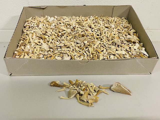 2x kilo haaientanden ongesorteerd - afbeelding 1 van  5
