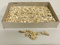 2x kilo haaientanden ongesorteerd - afbeelding 1 van  5