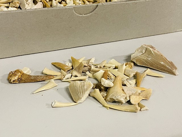 2x kilo haaientanden ongesorteerd - afbeelding 2 van  5