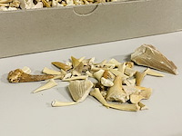 2x kilo haaientanden ongesorteerd - afbeelding 2 van  5