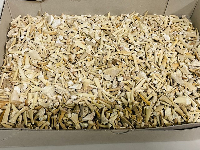 2x kilo haaientanden ongesorteerd - afbeelding 3 van  5