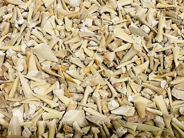 2x kilo haaientanden ongesorteerd - afbeelding 4 van  5