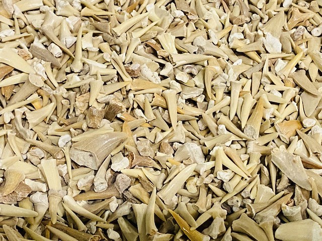 2x kilo haaientanden ongesorteerd - afbeelding 5 van  5