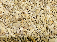 2x kilo haaientanden ongesorteerd - afbeelding 5 van  5