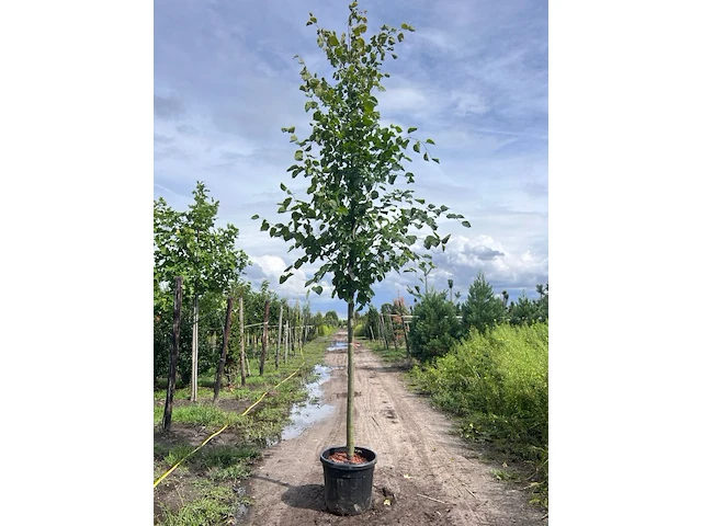 2x koningslinde, tilia 'pallida', hoogstam, ca. 5 m hoog - afbeelding 1 van  2