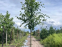 2x koningslinde, tilia 'pallida', hoogstam, ca. 5 m hoog - afbeelding 1 van  2
