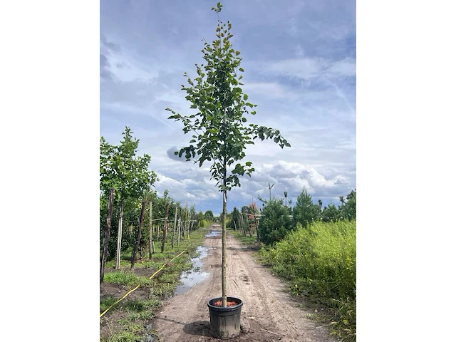 2x koningslinde, tilia 'pallida', hoogstam, ca. 5 m hoog - afbeelding 2 van  2