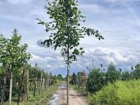 2x koningslinde, tilia 'pallida', hoogstam, ca. 5 m hoog - afbeelding 2 van  2