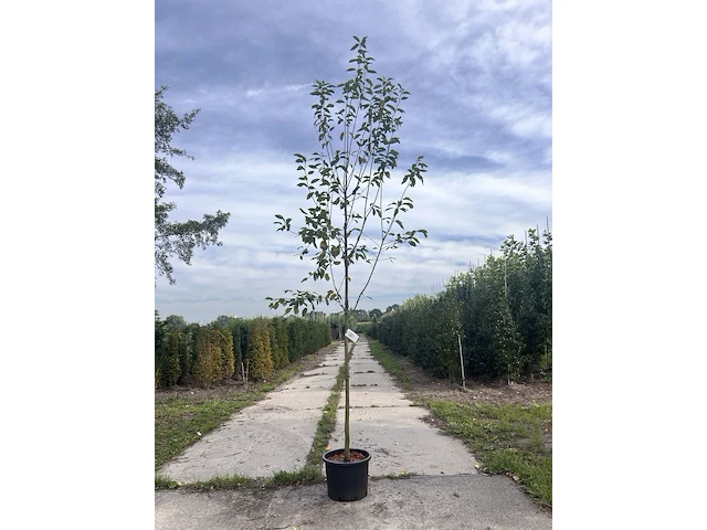 2x krentenboompje, amelanchier 'robin hill', bloesemboom, ca. 2.5 m hoog - afbeelding 1 van  3