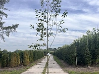 2x krentenboompje, amelanchier 'robin hill', bloesemboom, ca. 2.5 m hoog