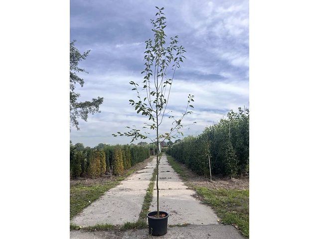 2x krentenboompje, amelanchier 'robin hill', bloesemboom, ca. 2.5 m hoog - afbeelding 2 van  3