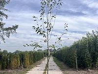 2x krentenboompje, amelanchier 'robin hill', bloesemboom, ca. 2.5 m hoog - afbeelding 2 van  3