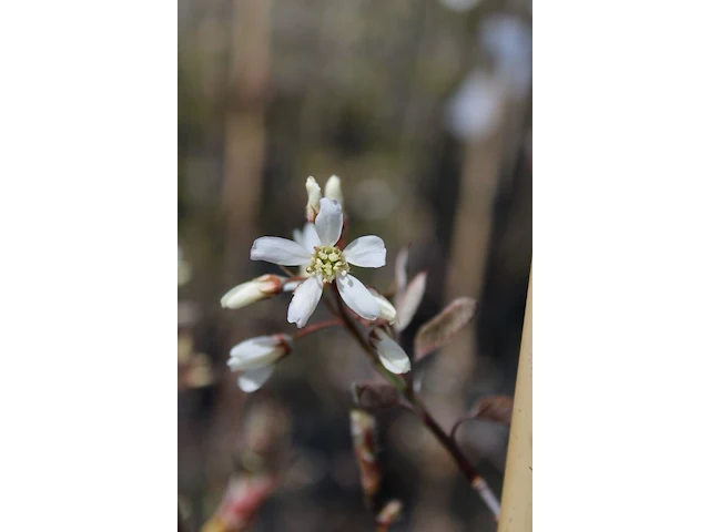 2x krentenboompje, amelanchier 'robin hill', bloesemboom, ca. 2.5 m hoog - afbeelding 3 van  3