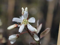 2x krentenboompje, amelanchier 'robin hill', bloesemboom, ca. 2.5 m hoog - afbeelding 3 van  3