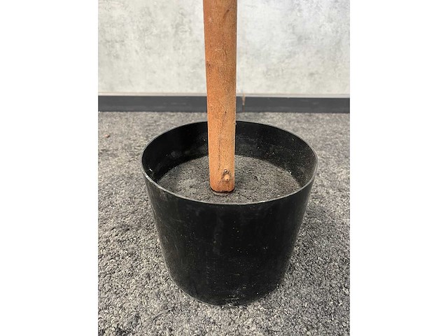 2x kunst buxus boom h150 - ongebruikt - afbeelding 8 van  11