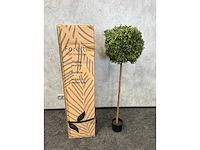 2x kunst buxus boom h150 - ongebruikt - afbeelding 11 van  11