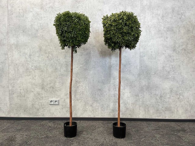 2x kunst buxus boom h150 - ongebruikt - afbeelding 1 van  11