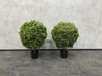 2x kunst buxus op stam h75 ongebruikt - afbeelding 12 van  15