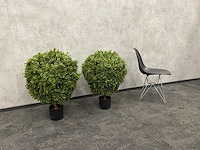2x kunst buxus op stam h75 ongebruikt - afbeelding 10 van  15