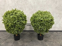2x kunst buxus op stam h75 ongebruikt - afbeelding 13 van  15