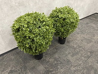 2x kunst buxus op stam h75 ongebruikt - afbeelding 2 van  15