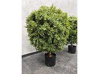 2x kunst buxus op stam h75 ongebruikt - afbeelding 9 van  15