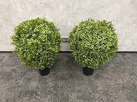 2x kunst buxus op stam h75 ongebruikt - afbeelding 14 van  15