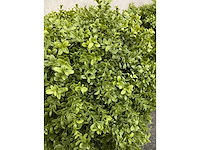 2x kunst buxus op stam h75 ongebruikt - afbeelding 7 van  15