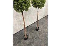 2x kunst buxusboom h150 ongebruikt - afbeelding 2 van  12