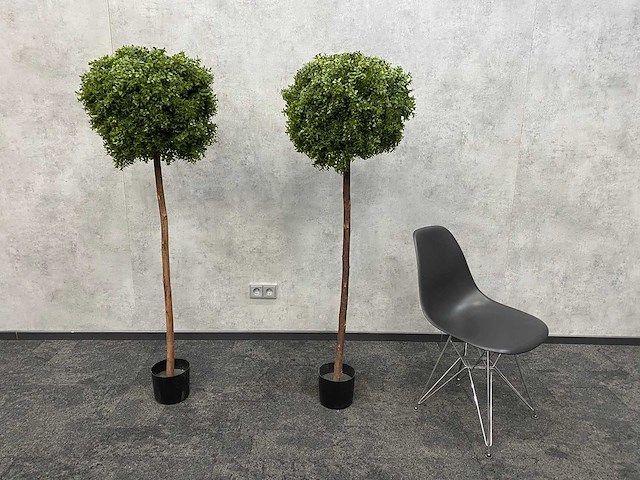 2x kunst buxusboom h150 ongebruikt - afbeelding 1 van  12