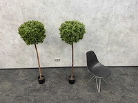 2x kunst buxusboom h150 ongebruikt - afbeelding 5 van  12