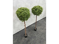 2x kunst buxusboom h150 ongebruikt - afbeelding 10 van  12