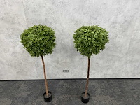 2x kunst buxusboom h150 ongebruikt - afbeelding 9 van  12