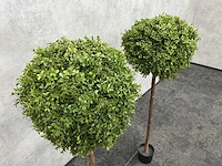 2x kunst buxusboom h150 ongebruikt - afbeelding 11 van  12