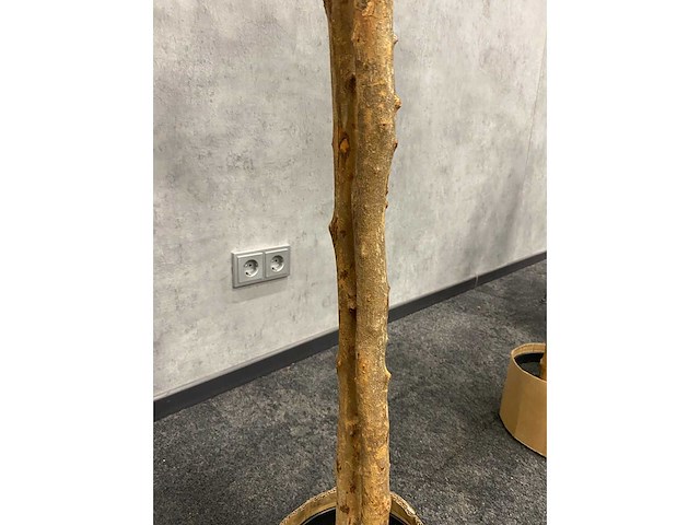 2x kunst citroenboom - ongebruikt - h145 - afbeelding 9 van  12