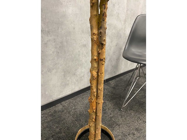 2x kunst citroenboom - ongebruikt - h145 - afbeelding 10 van  15