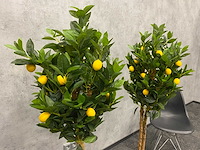 2x kunst citroenboom - ongebruikt - h145 - afbeelding 15 van  15