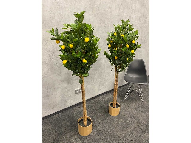 2x kunst citroenboom - ongebruikt - h145 - afbeelding 14 van  15