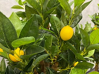 2x kunst citroenboom - ongebruikt - h145 - afbeelding 1 van  4