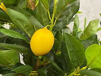 2x kunst citroenboom - ongebruikt - h145 - afbeelding 2 van  7