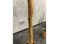 2x kunst citroenboom - ongebruikt - h145 - afbeelding 5 van  7