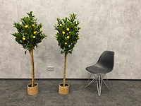 2x kunst citroenboom - ongebruikt - h145 - afbeelding 5 van  10